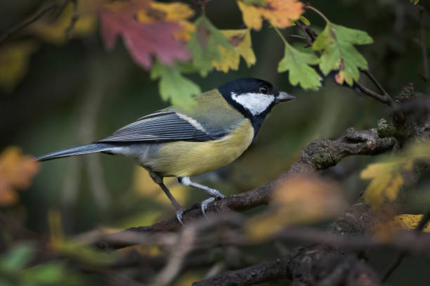 istock Great Tit and autumn leaves 1454665640