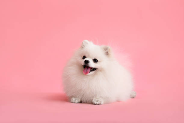 istock Dog breed pomeranian spitz funny sits on a pink background 1454665883