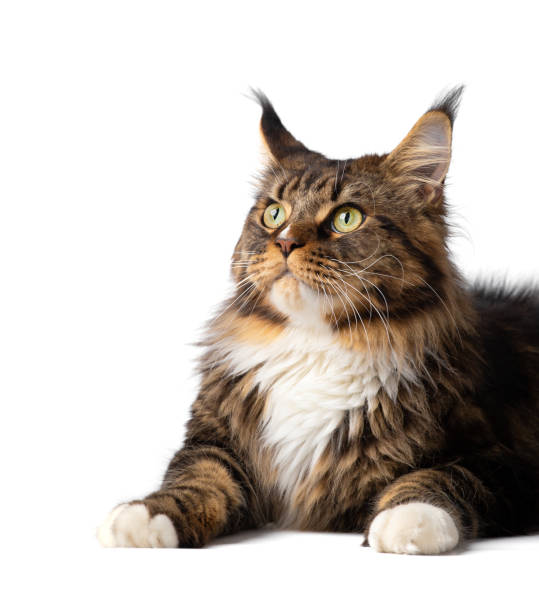 istock Maine Coon cat on a white background 1454665923