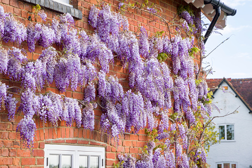 Wisteria plant with flowers or racemes growing on a house wall in spring, UK.