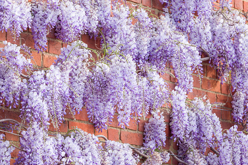 Wisteria flowers or racemes, plant growing on a brick wall in spring, UK.