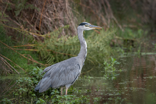 Grey heron standing patiently for a fish to swim by