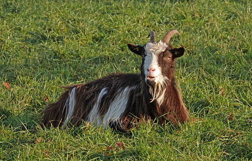 Female Dutch Landrace Goat lies in the grass. She is bleating. This is an old Dutch breed with horns and goatee.