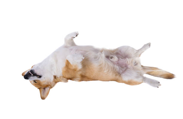 istock corgi lies in studio isolated 1454672698