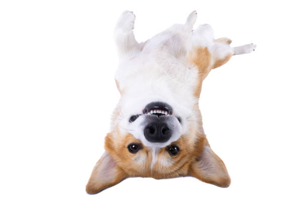 istock corgi lies in studio isolated 1454672710
