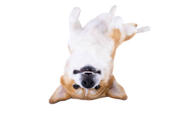 istock welsh corgi pembroke isolated 1454672861