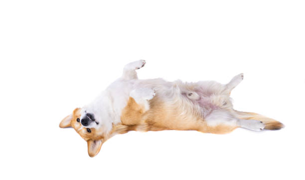 istock welsh corgi pembroke isolated 1454672872