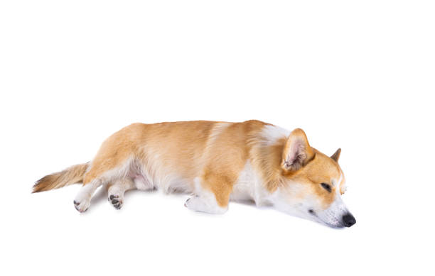 istock welsh corgi pembroke isolated 1454672885