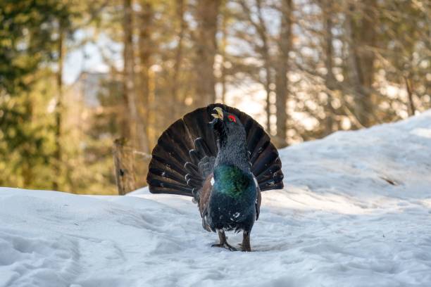 grand tétras debout sur la neige par une journée d’hiver ensoleillée avec un arrière-plan flou - grand tétras photos et images de collection