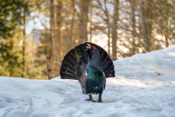 Eurasian capercaillie bird standing on the snow on a sunny winter day with blur background An Eurasian capercaillie bird standing on the snow on a sunny winter day with blur background capercaillie grouse stock pictures, royalty-free photos & images