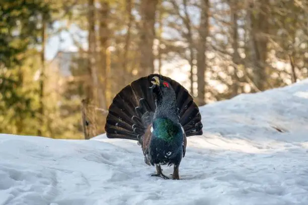 An Eurasian capercaillie bird standing on the snow on a sunny winter day with blur background
