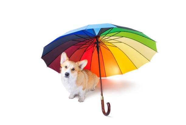 welsh corgi with umbrella stock photo