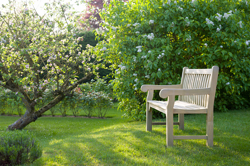Teak garden bench on lawn in a UK garden in spring, with apple and lilac trees in blossom