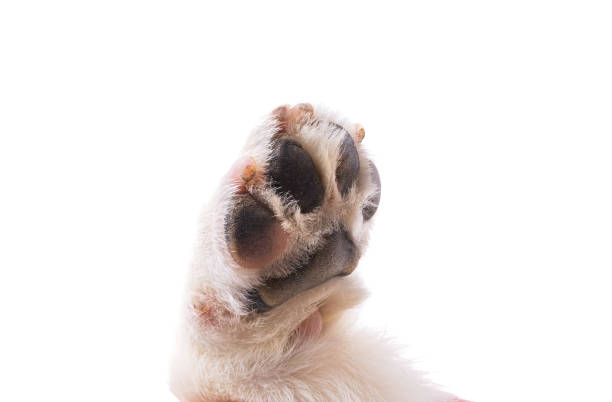 istock dog paw isolated 1454674071