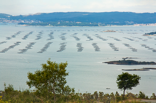 Ría de Arousa seen from high viewpoint, rows of bateas, platforms for mussel aquaculture, Ría de Arousa, Rías Baixas, Pontevedra province, Galicia, Spain.