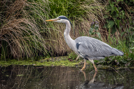 Grey Heron the perfect fisherman with extremely good eyesight