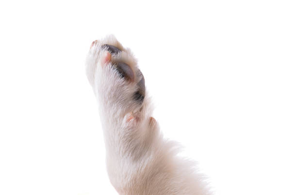 dog paw isolated on white background