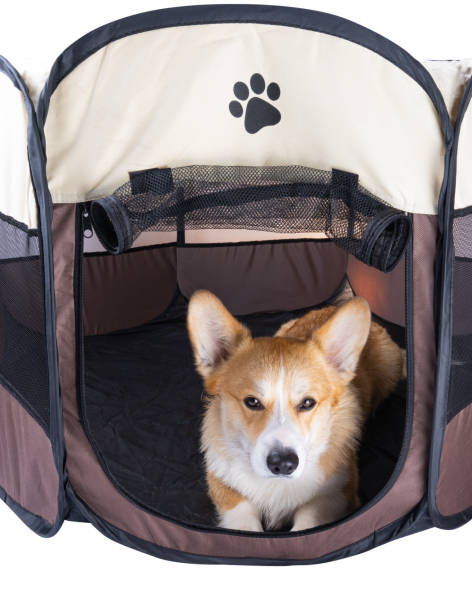 istock playpen for dogs isolated 1454674437