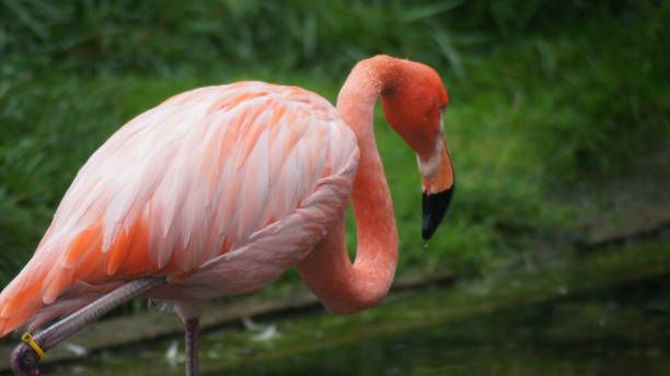 istock American flamingo 1454675084