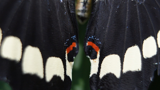 specimens of Peleides blue morpho butterfly, open wings, upperside, Morpho peleides, Nymphalidae