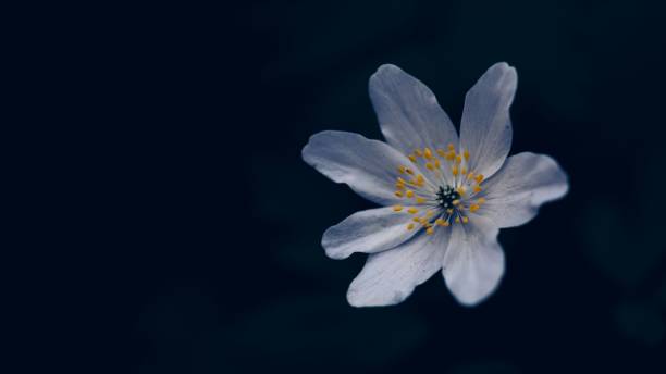 istock White anemone flower in the garden 1454675134