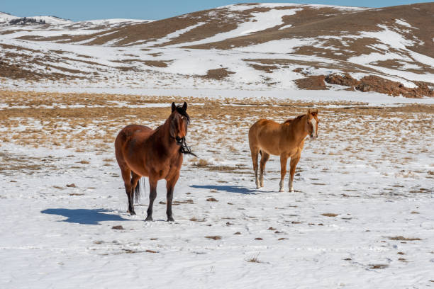 istock High Country Horses 1454675658