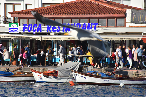 Foça, İzmir, Turkey 29 Jun 2021.  A big seagull spreading its wings above the boats in the historical port of Izmir Foça and restaurants along the harbor, Turkish flag, silhouettes of nomadic people