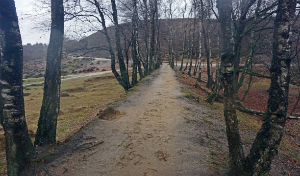 istock Heath landscape on a rainy day 1454677160
