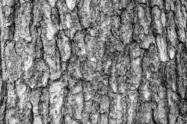 istock Gray tree bark background, close-up. Relief texture of tree bark for publication, screensaver, wallpaper, postcard, poster, banner, cover, post, website. High quality photo 1454678934