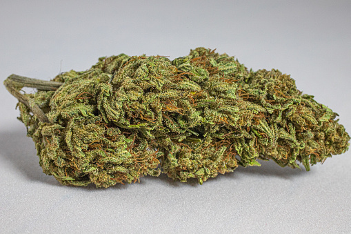 A closeup of a Kush plant, hybrid Cannabis on a gray background