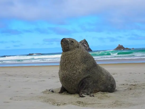 A closeup of a sealion on the sandy beach, seascape view and cloudy sky in the background