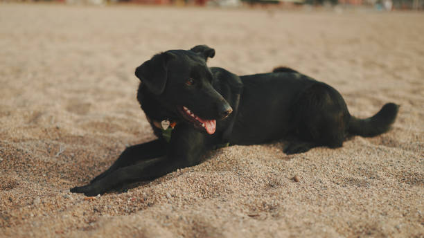 istock Close-up of dog's muzzle. Dog lies on sandy beath 1454680371