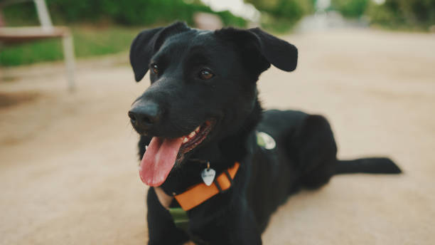 istock Black dog lies resting on path in the park 1454680398
