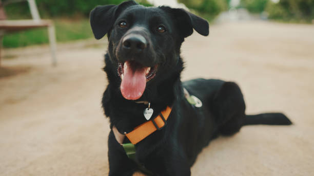 istock Black dog lies resting on path in the park 1454680408