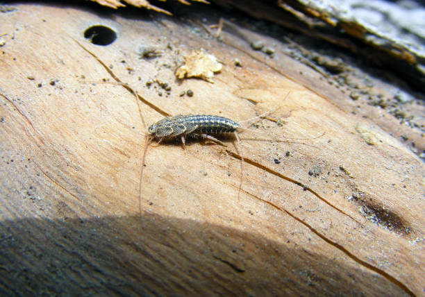 Firebrat (Thermobia domestica, Thermophila furnorum, Lepismodes inquilinus), on the dried wood.