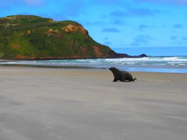 A closeup of a sealion on the sandy beach, seascape view and cloudy sky in the background