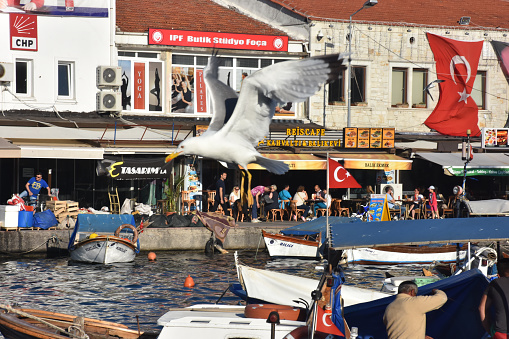 Foça, İzmir, Turkey 29 Jun 2021.  A big seagull spreading its wings above the boats in the historical port of Izmir Foça and restaurants along the harbor, Turkish flag, silhouettes of nomadic people
