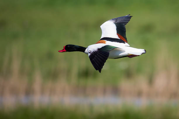 istock Common shelduck (Tadorna tadorna) flying in the Netherlands 1454684290