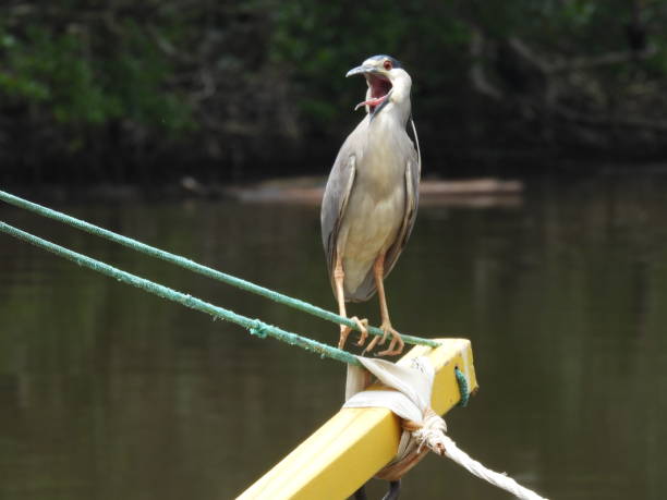 mangrove bird Socó bird on the bow of the galego's boat african openbill anastomus lamelligerus stock pictures, royalty-free photos & images