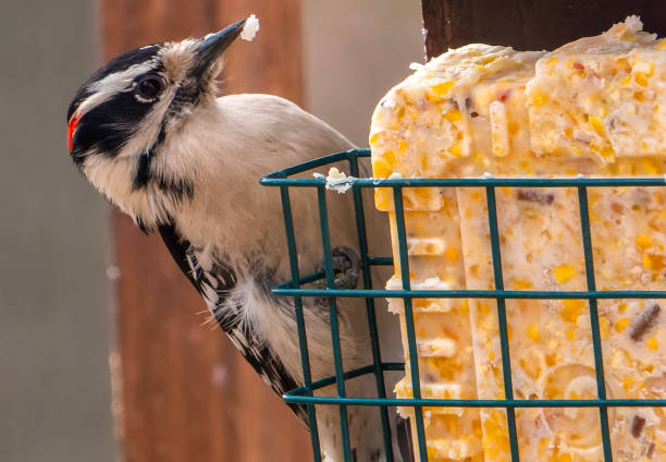 Woodpecker on the suet feeder