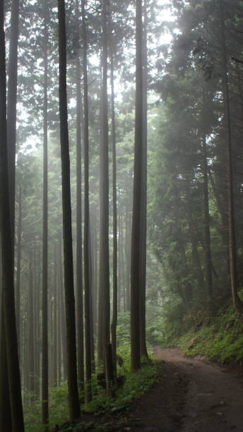 istock Straight pines on Mt Mitake 1454686602