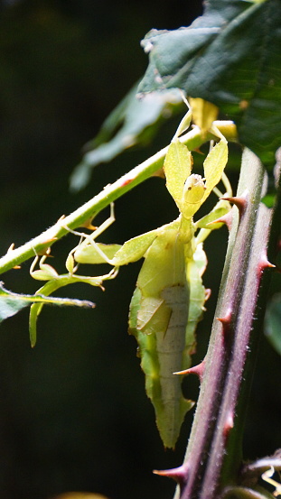 Leaf insects