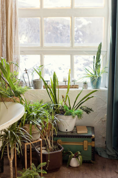 istock Interior with green plants in flowerpots 1454686920