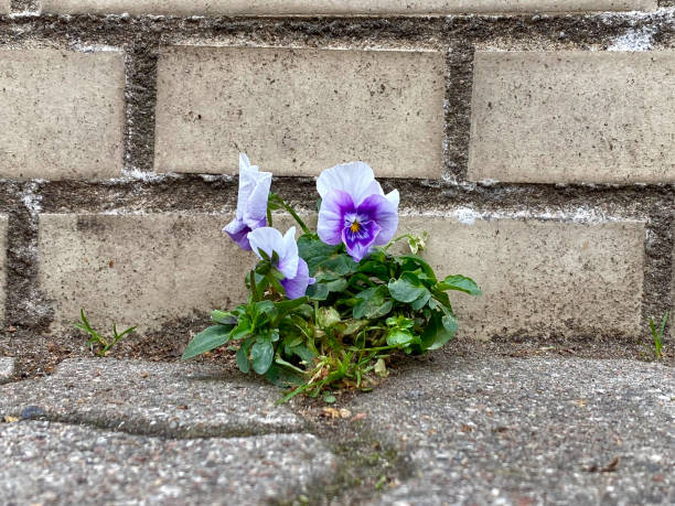 istock pansy grows on the street 1454688481