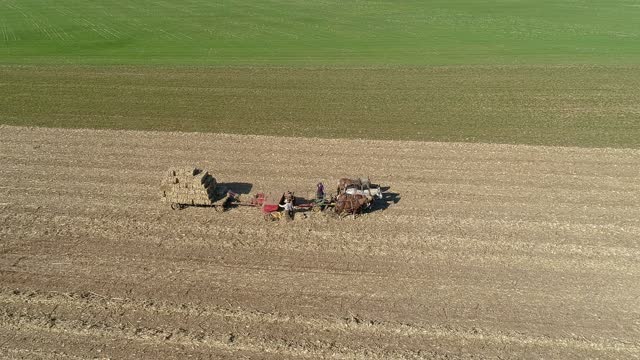 Aerial View of an Amish Man and Woman Harvesting Corn Stalks and Bailing in Squares with Horse Drawn Equipment