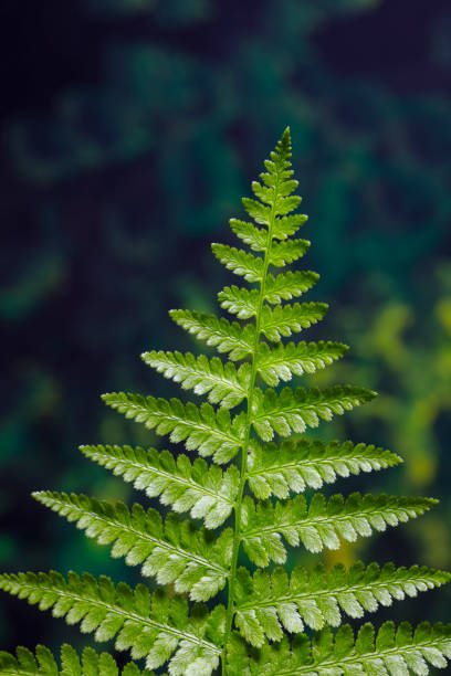 Close up of a Lady fern frond.