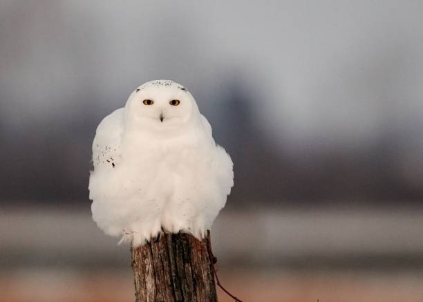 istock Closeup shot of a perched snowy owl 1454689394