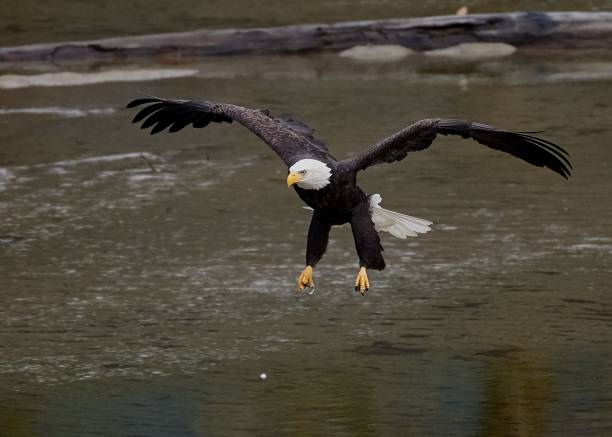 istock Closeup shot of a flying Bald eagle 1454689397