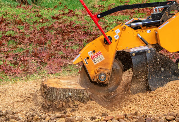 Stump Grinder Stump Grinding A Tree Trunk - Close Up tree stump stock pictures, royalty-free photos & images