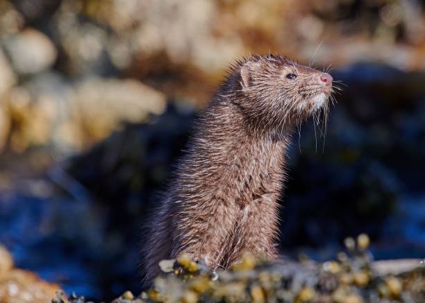 istock Shallow focus shot of a mink 1454691062